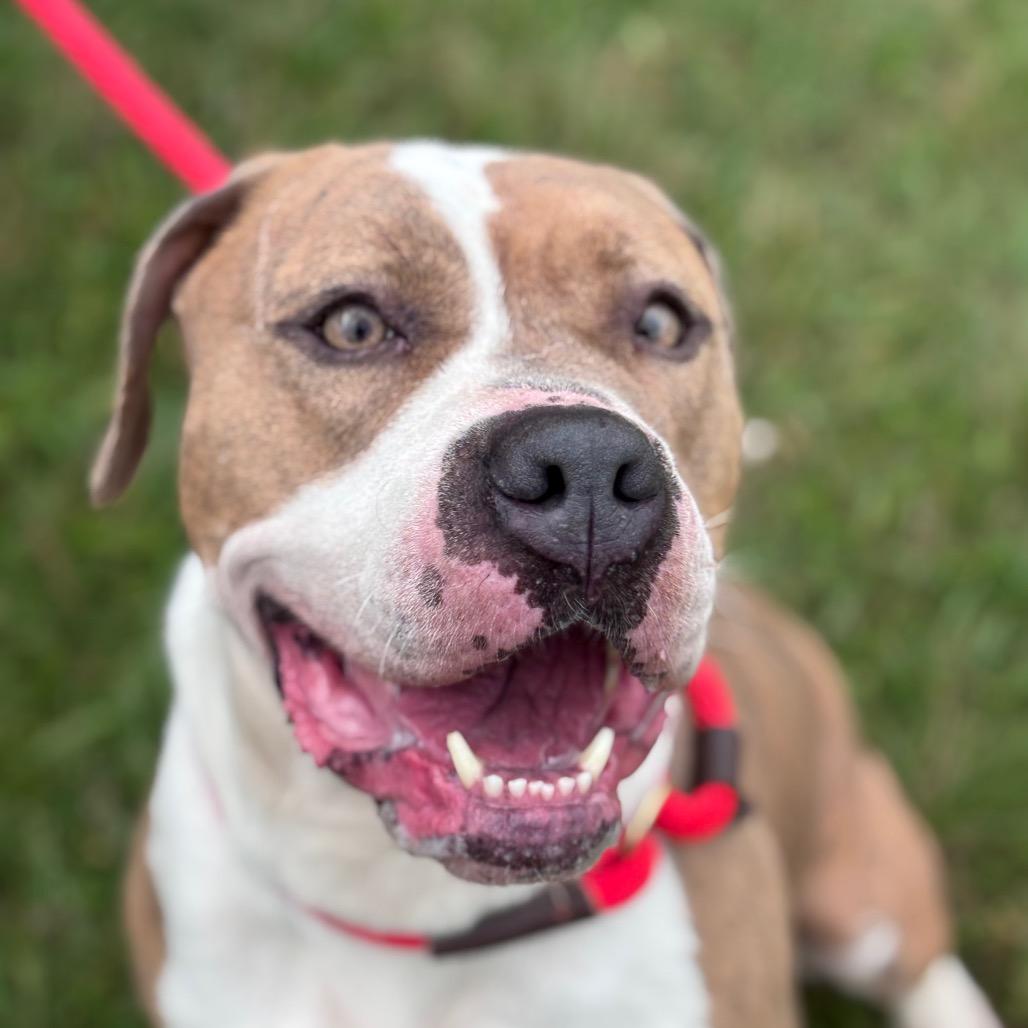 Quira, a Adoptable Pit Bull Terrier in York, PA image 2/6