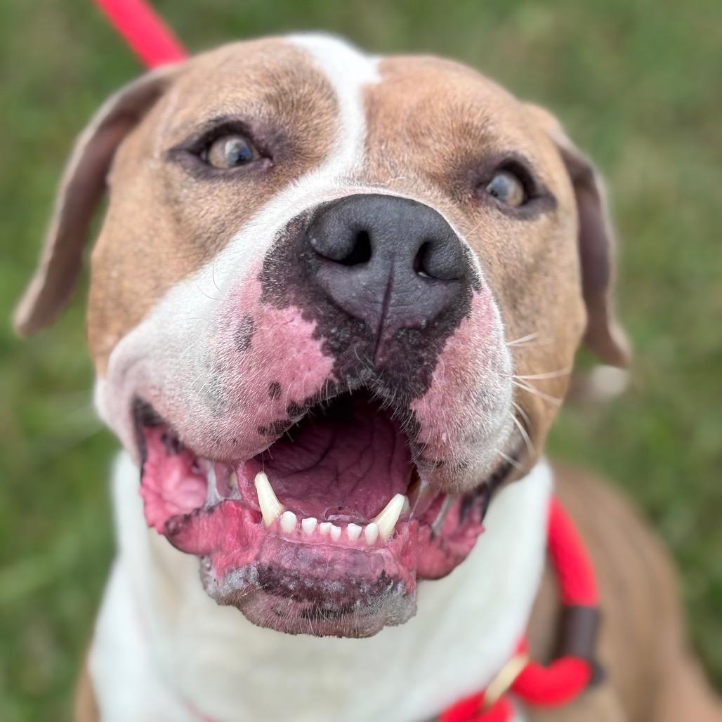 Quira, a Adoptable Pit Bull Terrier in York, PA image 3/6