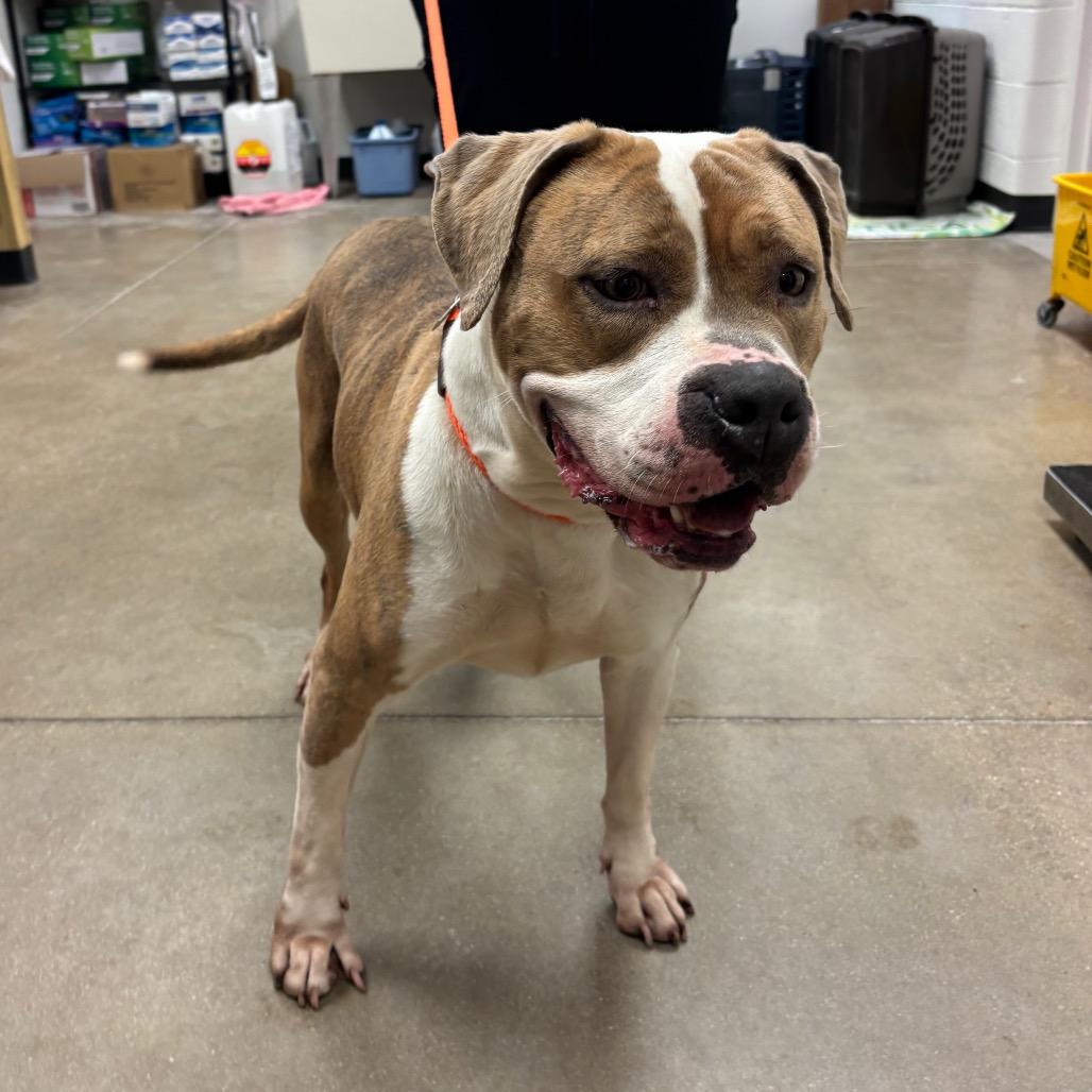 Quira, a Adoptable Pit Bull Terrier in York, PA image 4/6