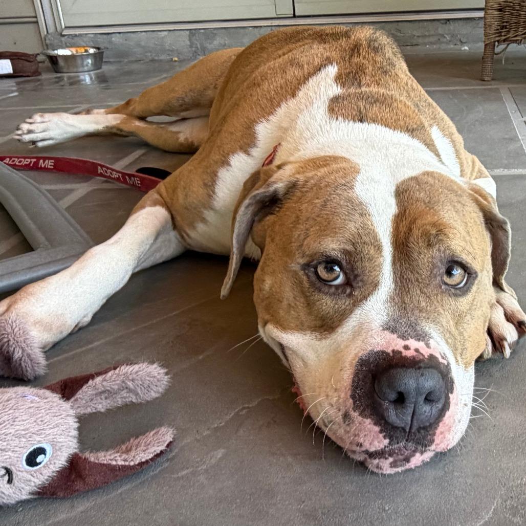 Quira, a Adoptable Pit Bull Terrier in York, PA image 5/6