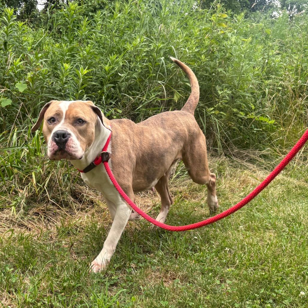 Quira, a Adoptable Pit Bull Terrier in York, PA image 6/6