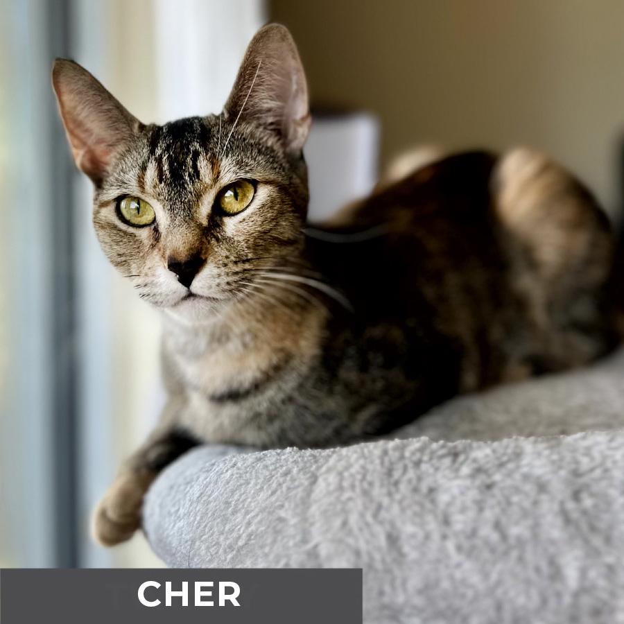 Cher, a Adoptable Domestic Short Hair in Etobicoke, ON image 4/6