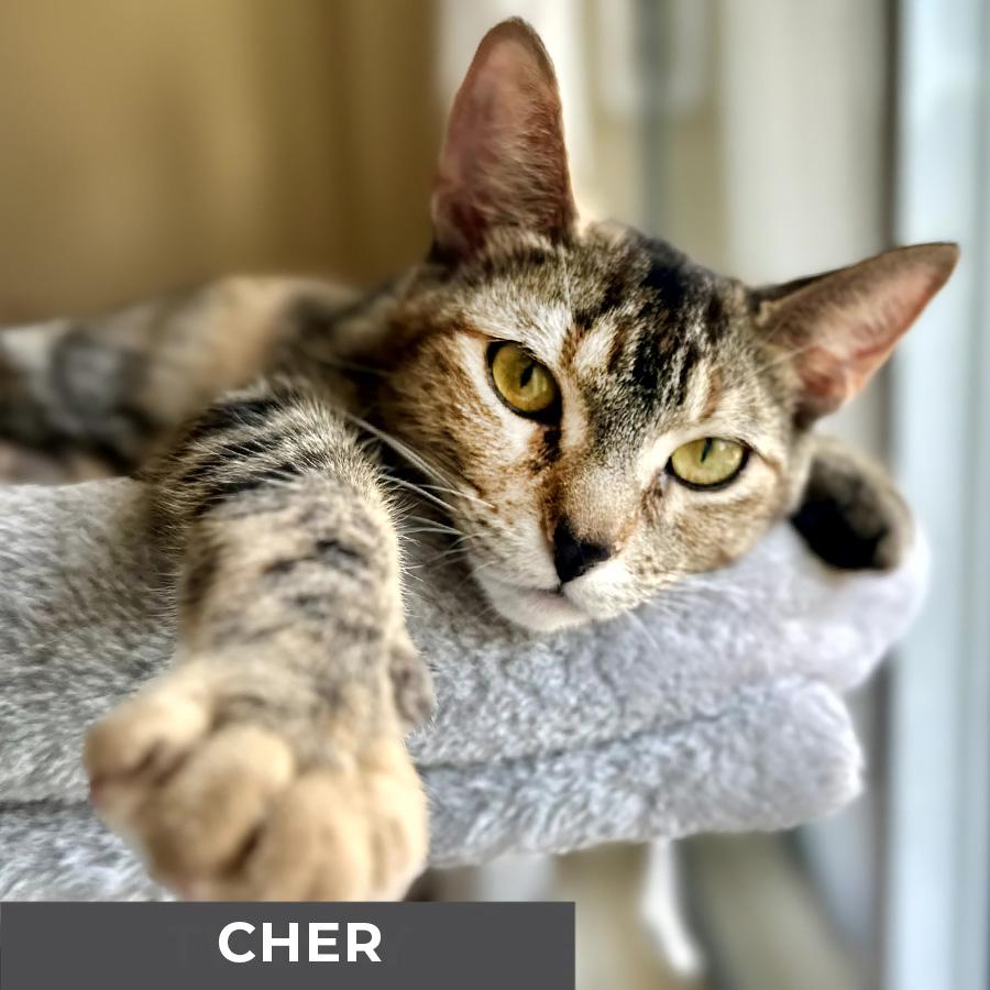 Cher, a Adoptable Domestic Short Hair in Etobicoke, ON image 5/6