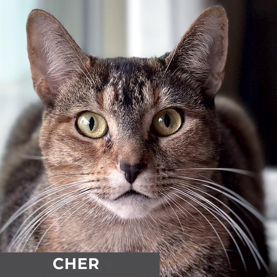 Cher, Adoptable, Adult Female Domestic Short Hair.
