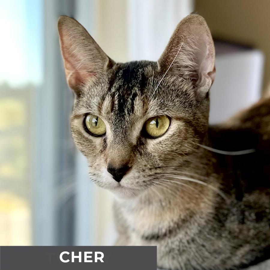 Cher, Adoptable, Adult Female Domestic Short Hair.