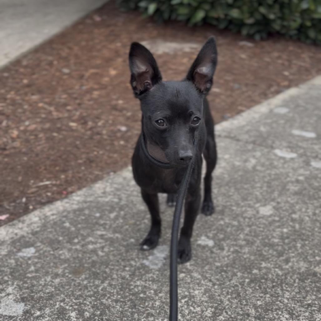 Perrito, Adoptable, Young Male Chihuahua.