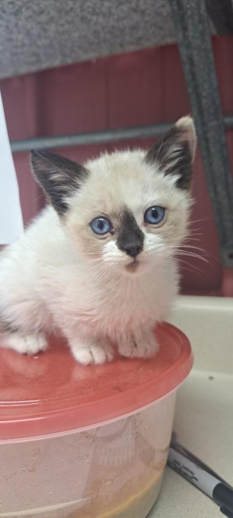 Ziggy, Adopted, Young Female Domestic Short Hair & Siamese.
