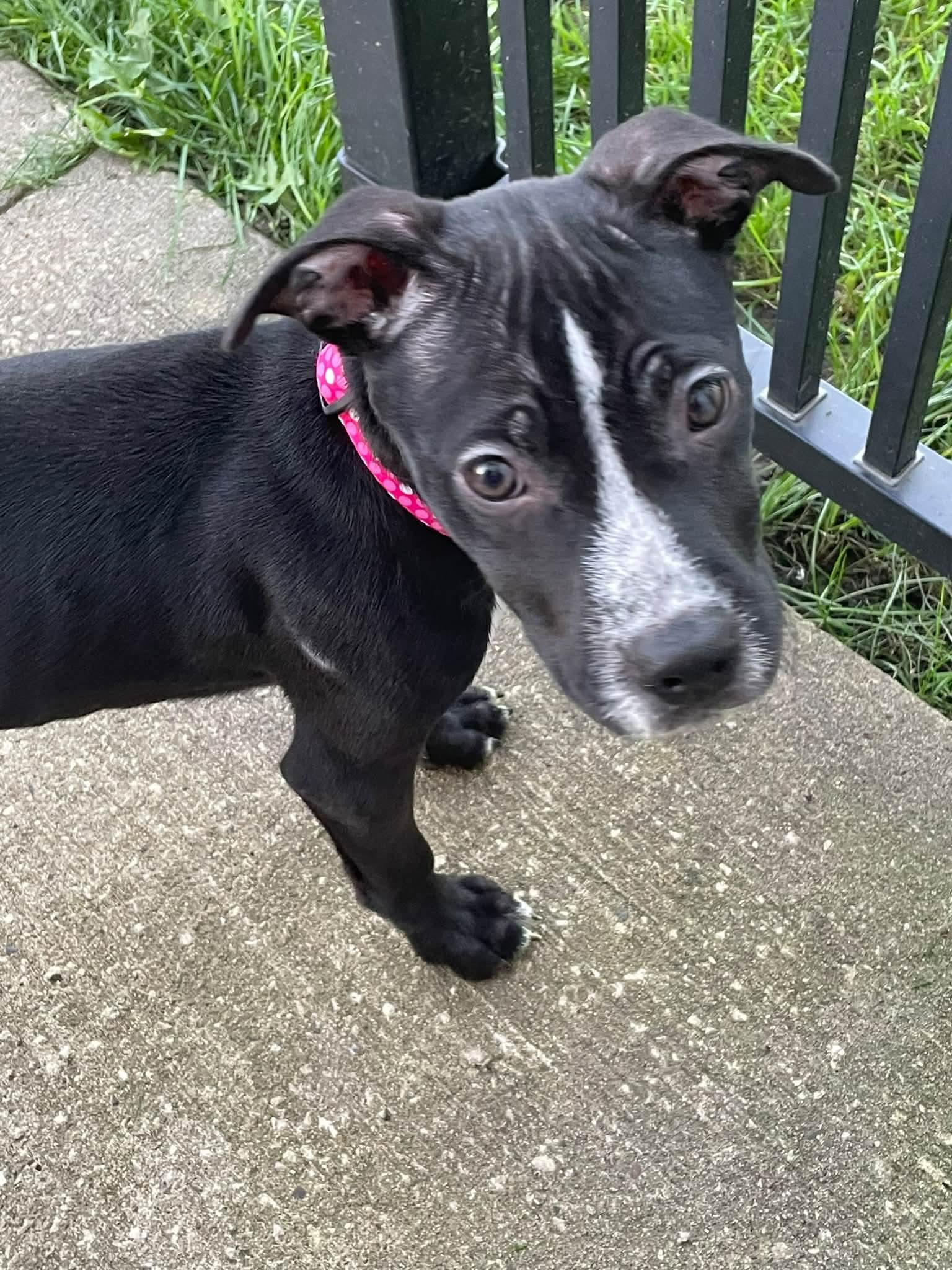 Gabby, Adoptable, Puppy Female Mixed Breed.