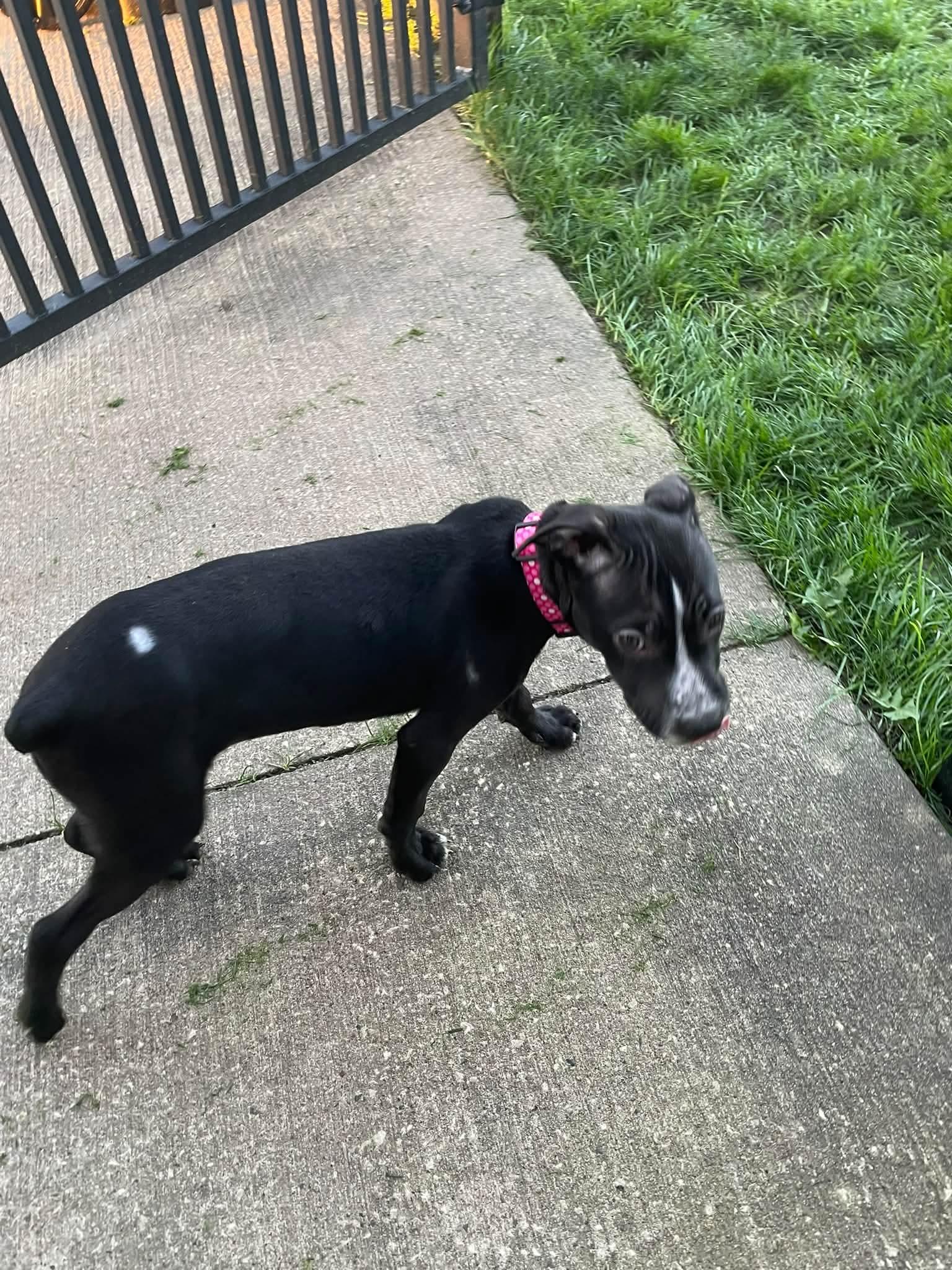 Enlarge Gabby, a Adoptable Mixed Breed in Cedar Rapids, IA image 6/6