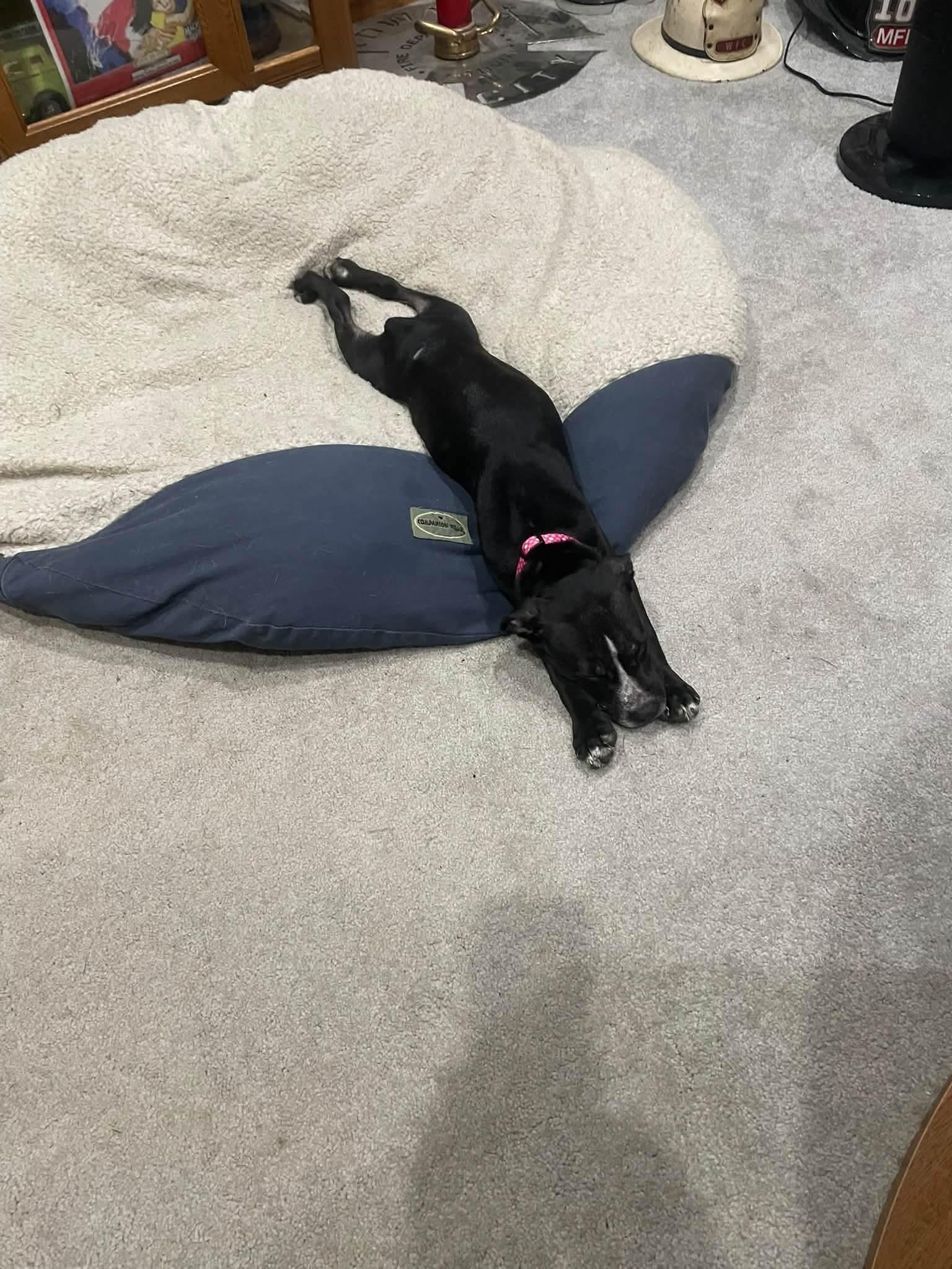 Enlarge Gabby, a Adoptable Mixed Breed in Cedar Rapids, IA image 5/6