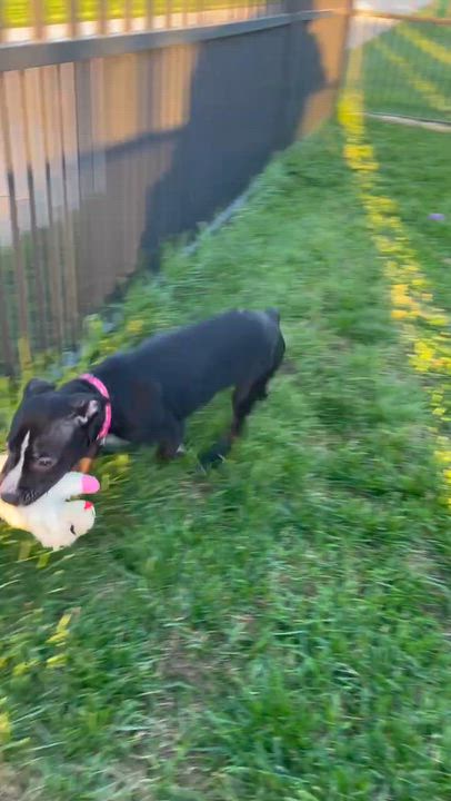 Enlarge Gabby, a Adoptable Mixed Breed in Cedar Rapids, IA video 3/6