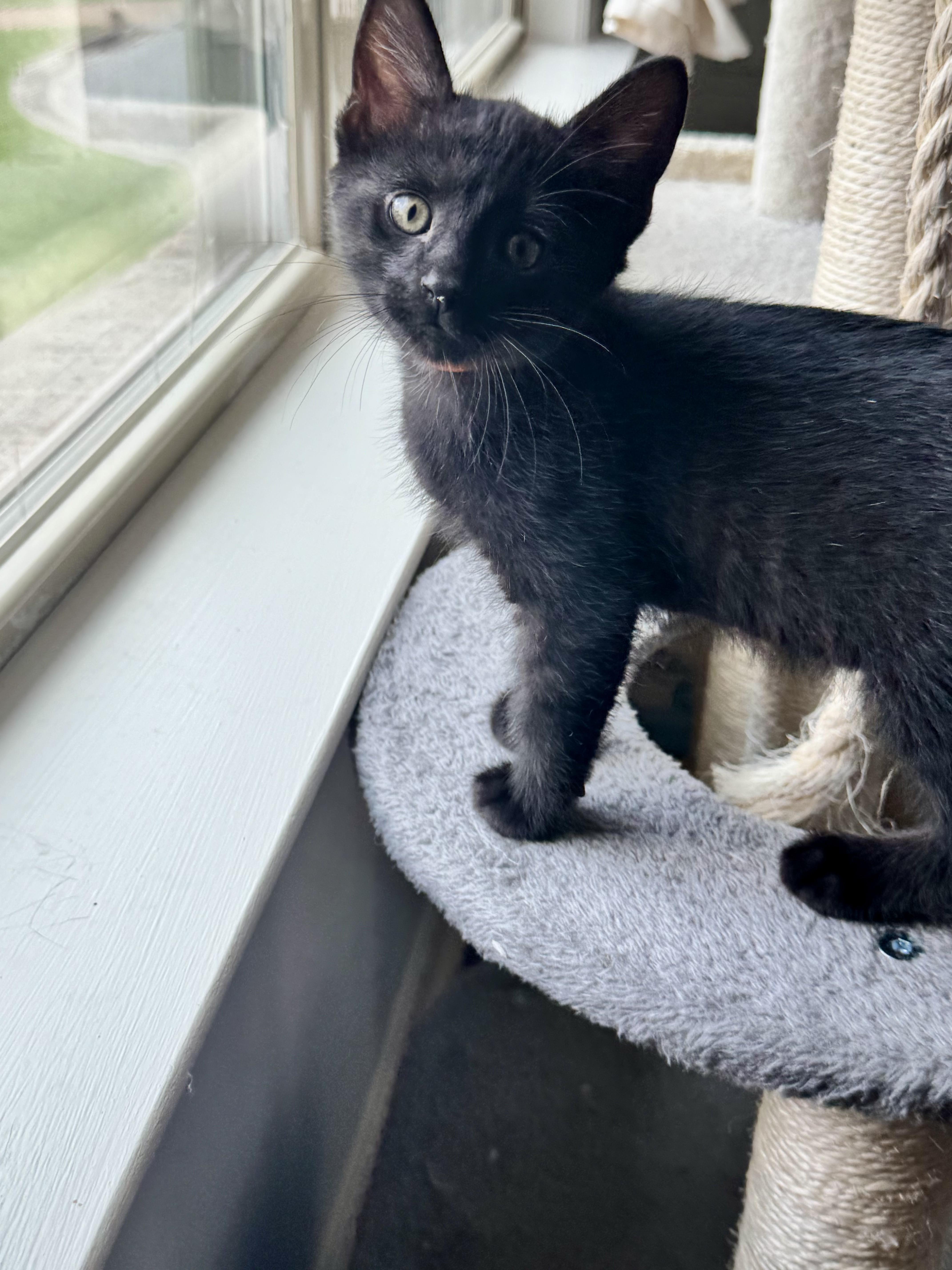 Enlarge Italian, an adopted Domestic Short Hair in Hagerstown, MD image 3/3
