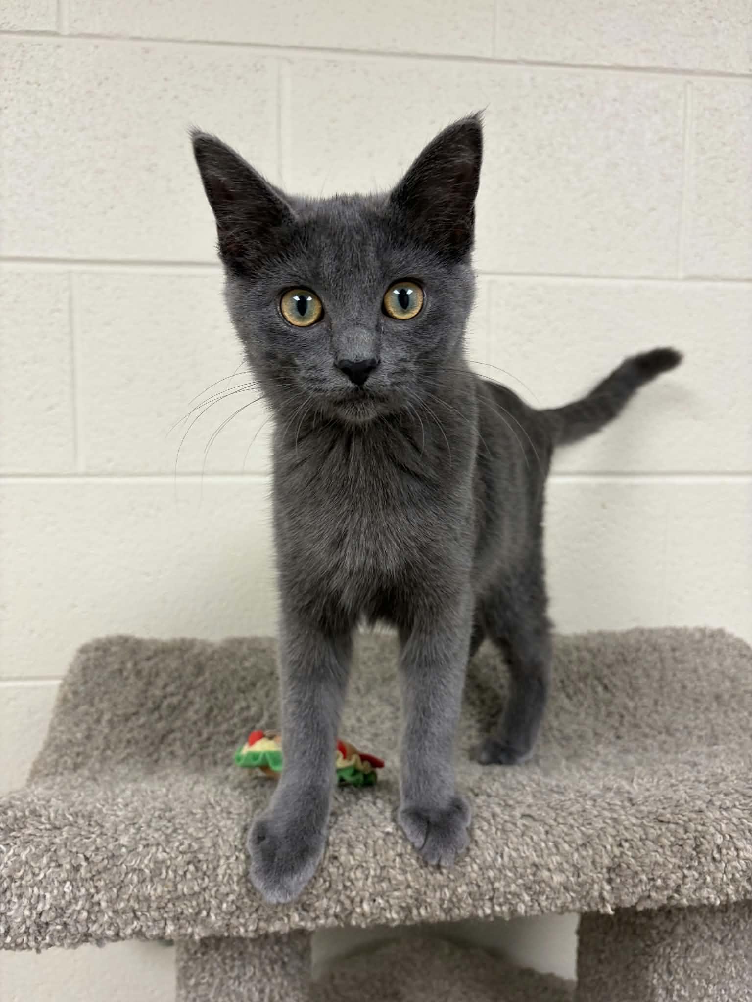 Banana, Adopted, Young Female Domestic Short Hair.