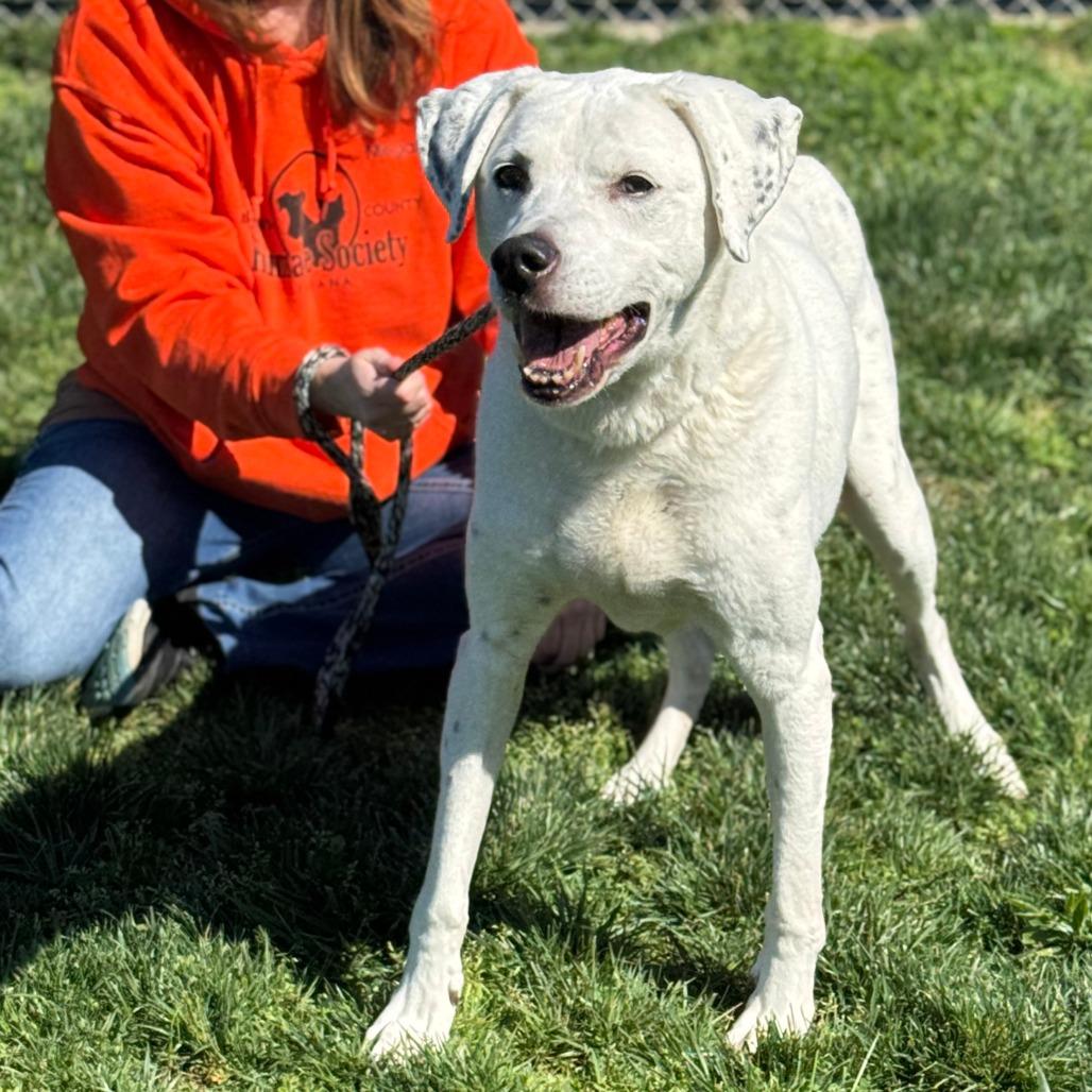 Vinnie, Adoptable, Senior Male Mixed Breed.