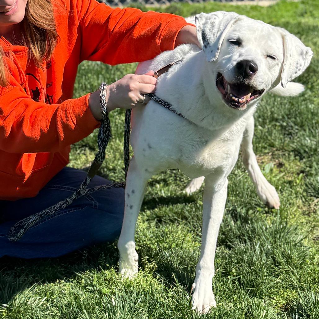 Vinnie, a Adoptable Mixed Breed in Nashville, IN image 3/5
