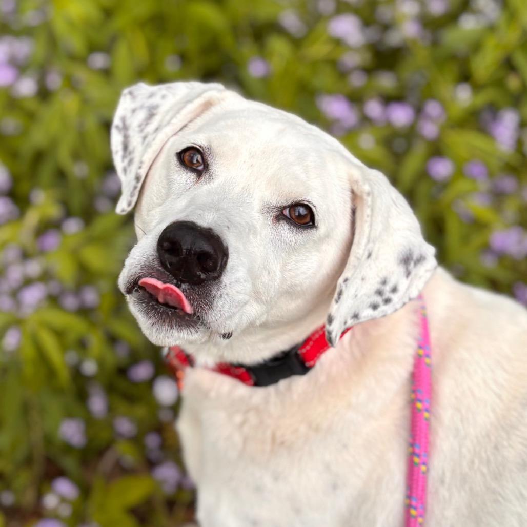 Enlarge Vinnie, a Adoptable Mixed Breed in Nashville, IN image 6/6