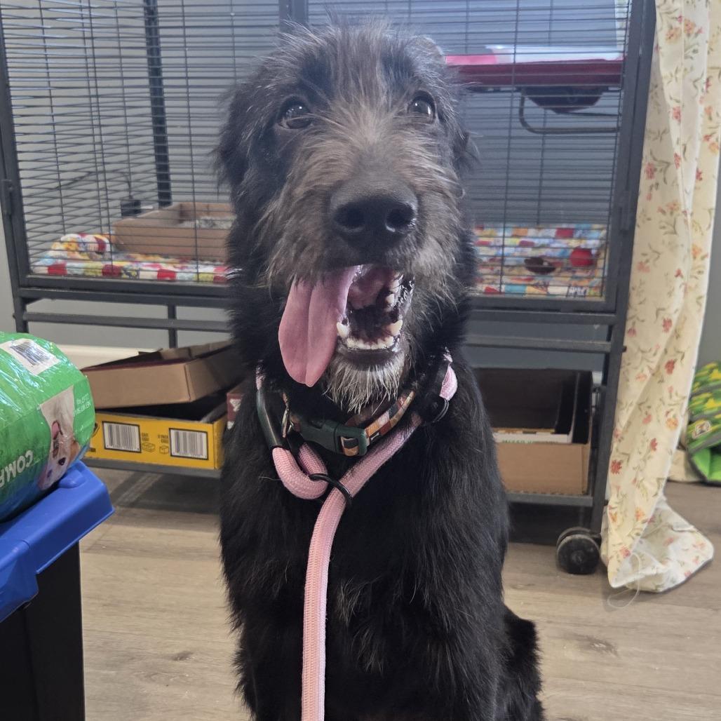 Rou, Adoptable, Young Female Black Labrador Retriever & Poodle.