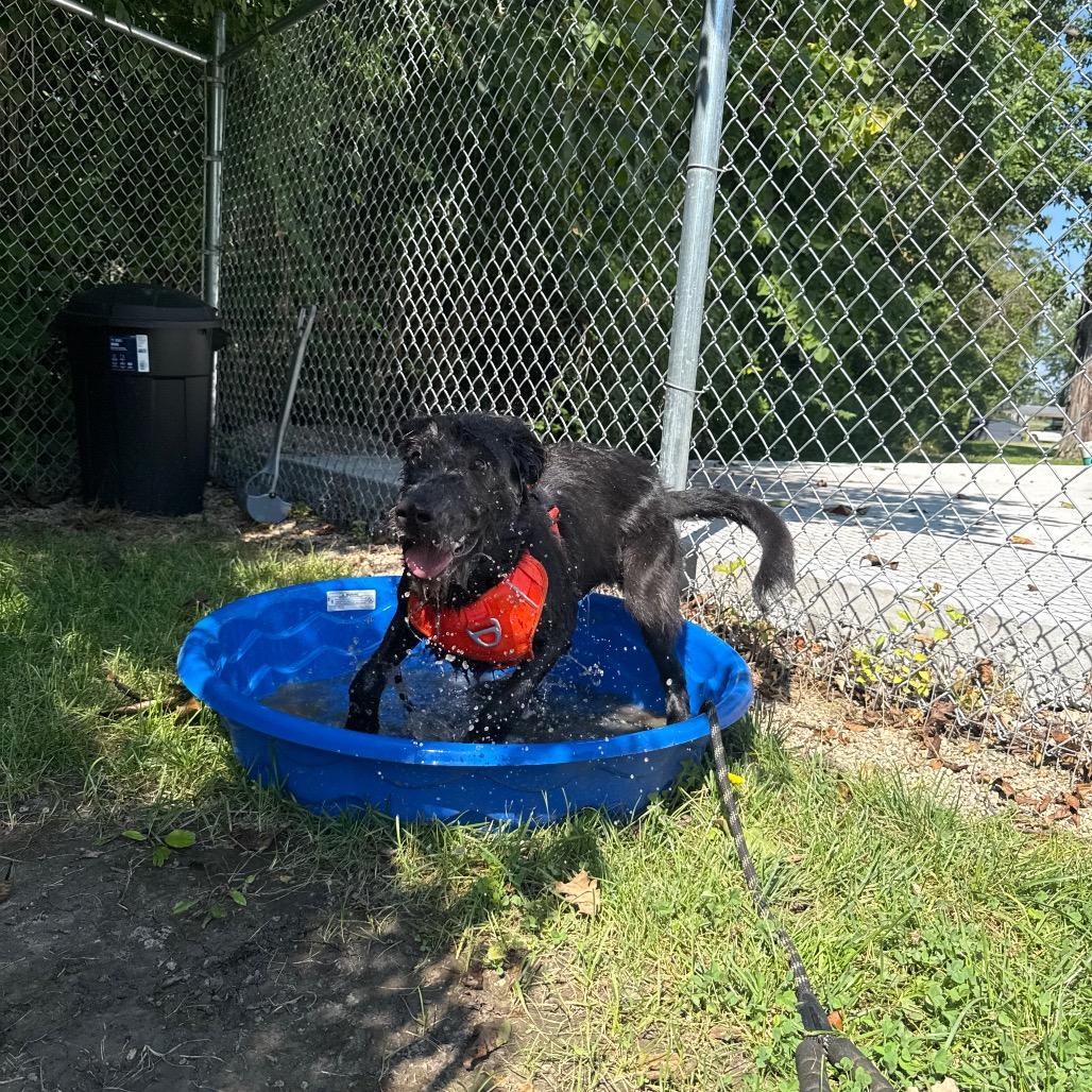 Enlarge Rou, a Adoptable mixed breed in Muncie, IN image 2/5