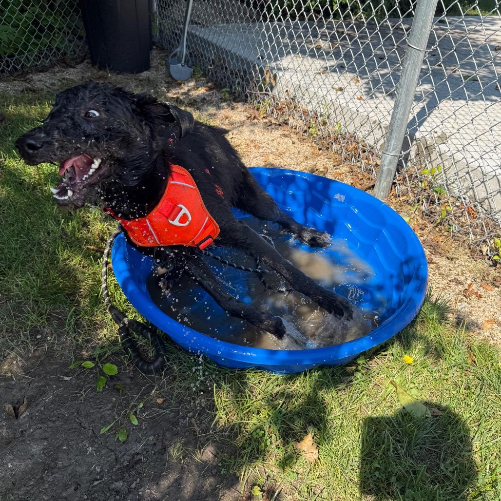 Enlarge Rou, a Adoptable mixed breed in Muncie, IN image 4/5