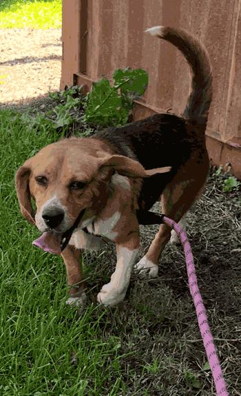 Enlarge Benny, a Adoptable Beagle in West Decatur, PA image 4/5