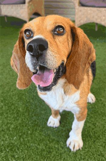 Benny, Adoptable, Adult Male Beagle.