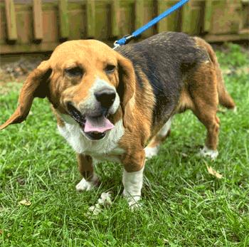 Enlarge Benny, a Adoptable Beagle in West Decatur, PA image 2/5