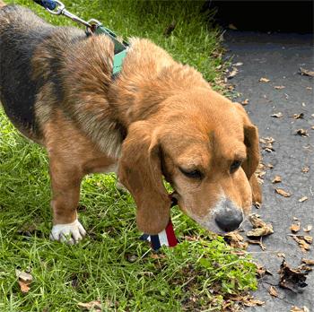 Enlarge Benny, a Adoptable Beagle in West Decatur, PA image 5/5
