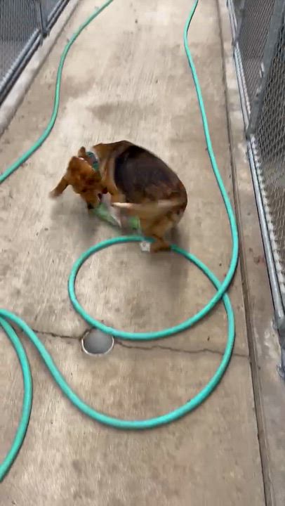 Enlarge Benny, a Adopted Beagle in West Decatur, PA video 5/5