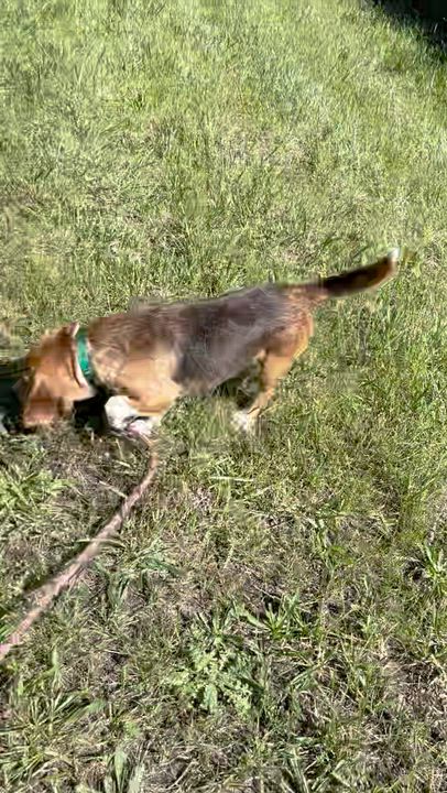 Enlarge Benny, a Adoptable Beagle in West Decatur, PA video 3/5