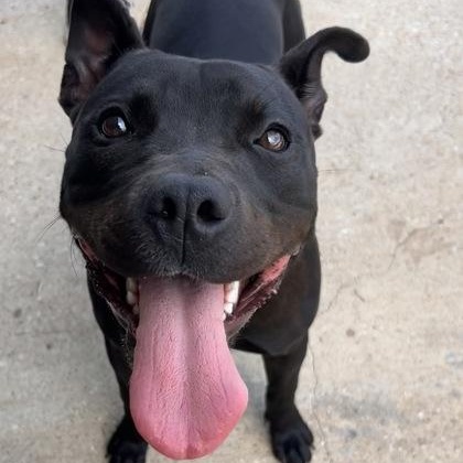 Enlarge Truffle, an adopted mixed breed in The Colony, TX image 1/1