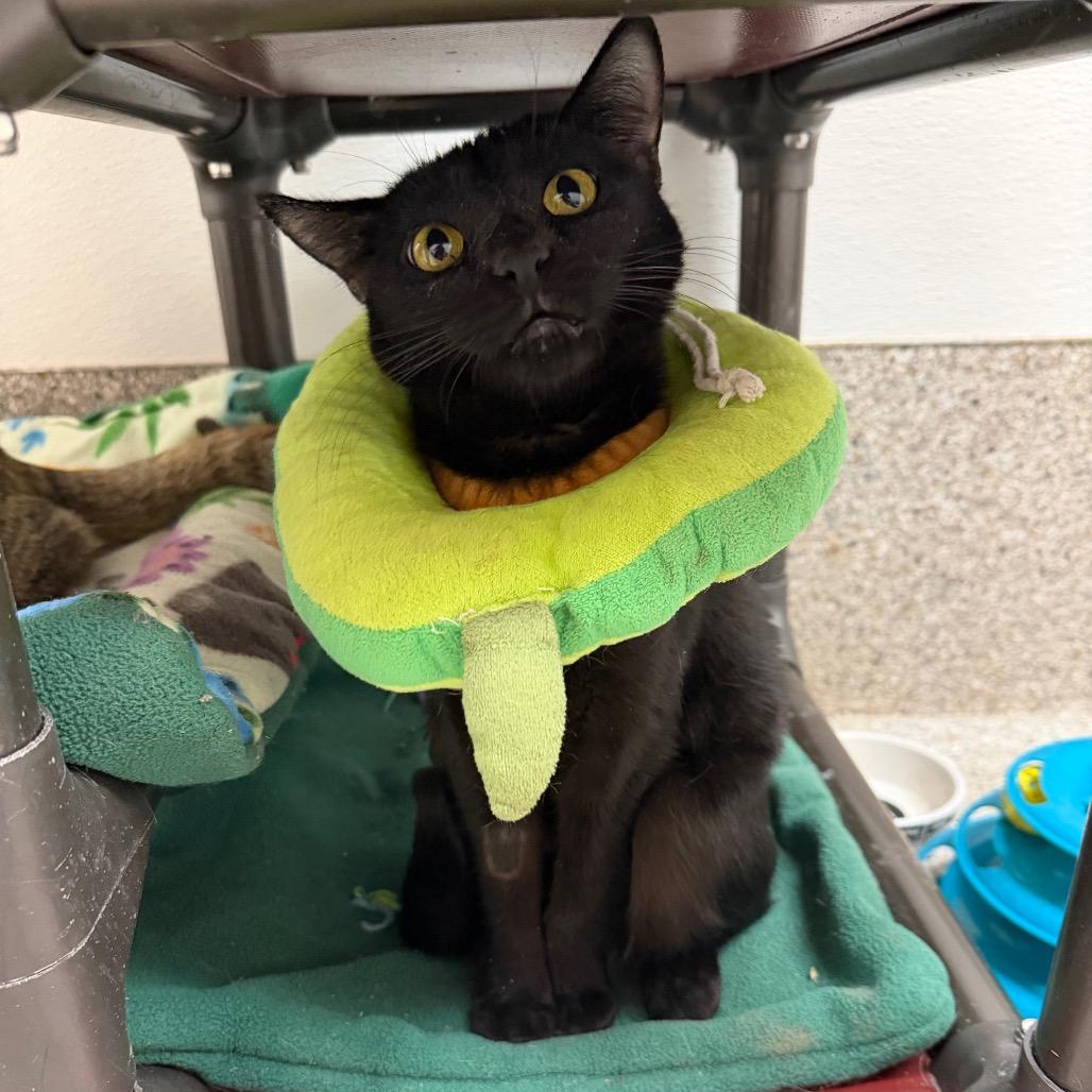 Clover, Adoptable, Young Female Domestic Short Hair.