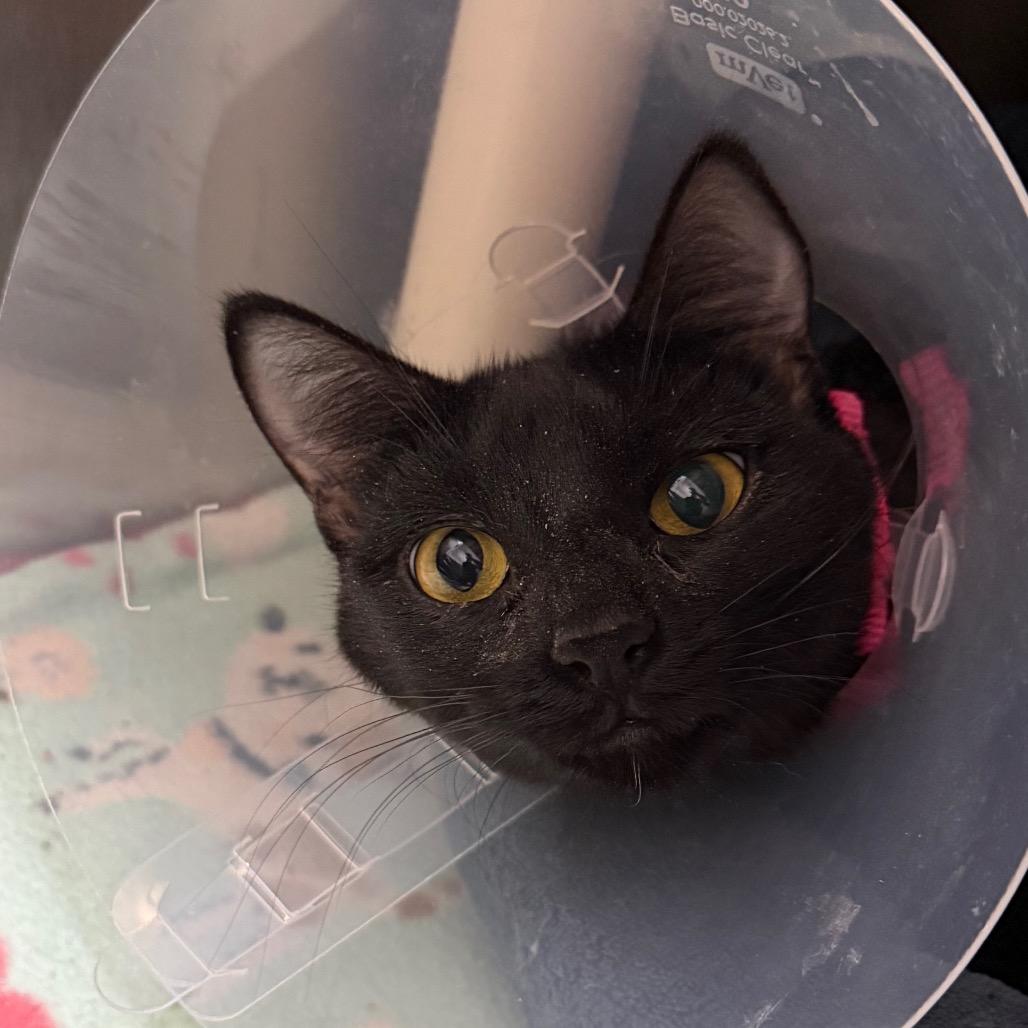 Enlarge Clover, a Adoptable Domestic Short Hair in Detroit Lakes, MN image 2/3