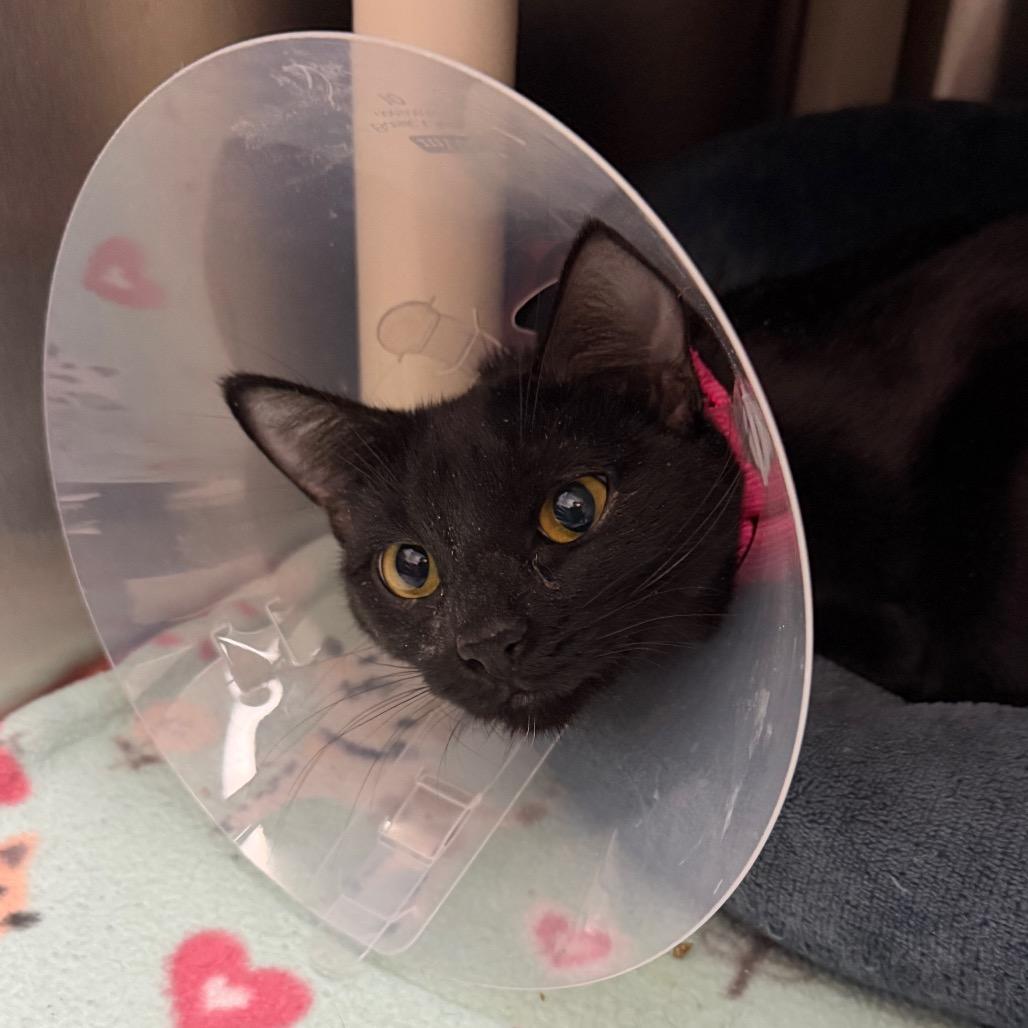 Enlarge Clover, a Adoptable Domestic Short Hair in Detroit Lakes, MN image 3/3