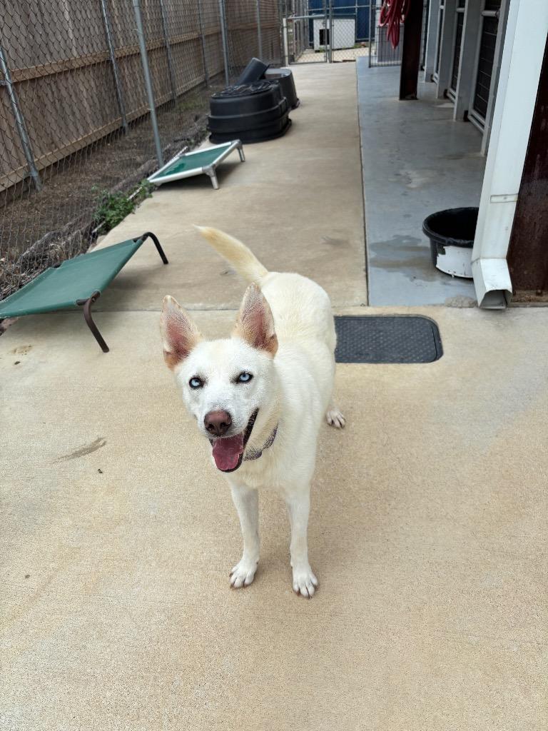Sugar, Adoptable, Young Female Husky & Mixed Breed.