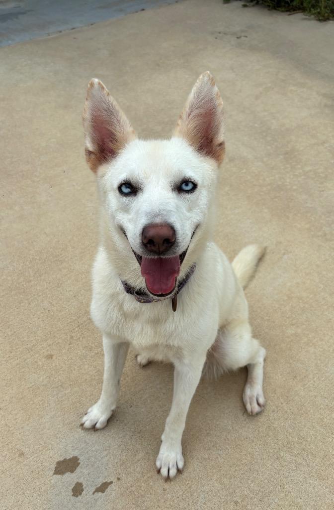 Enlarge Sugar, a Adoptable mixed breed in Luling, TX image 2/3
