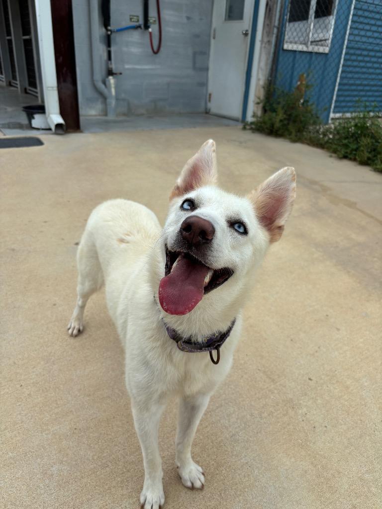 Enlarge Sugar, a Adoptable mixed breed in Luling, TX image 3/3