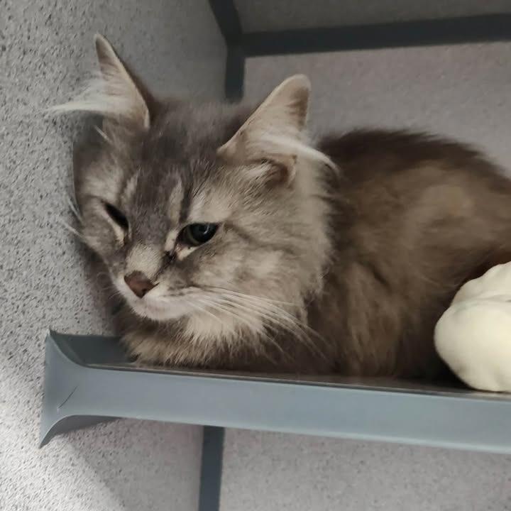 Shy-Shy, Adoptable, Adult Female Domestic Long Hair.