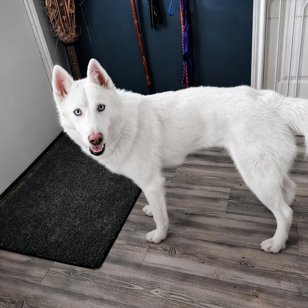 Enlarge Krypto, a Adoptable Husky in Camp Hill, PA image 5/5
