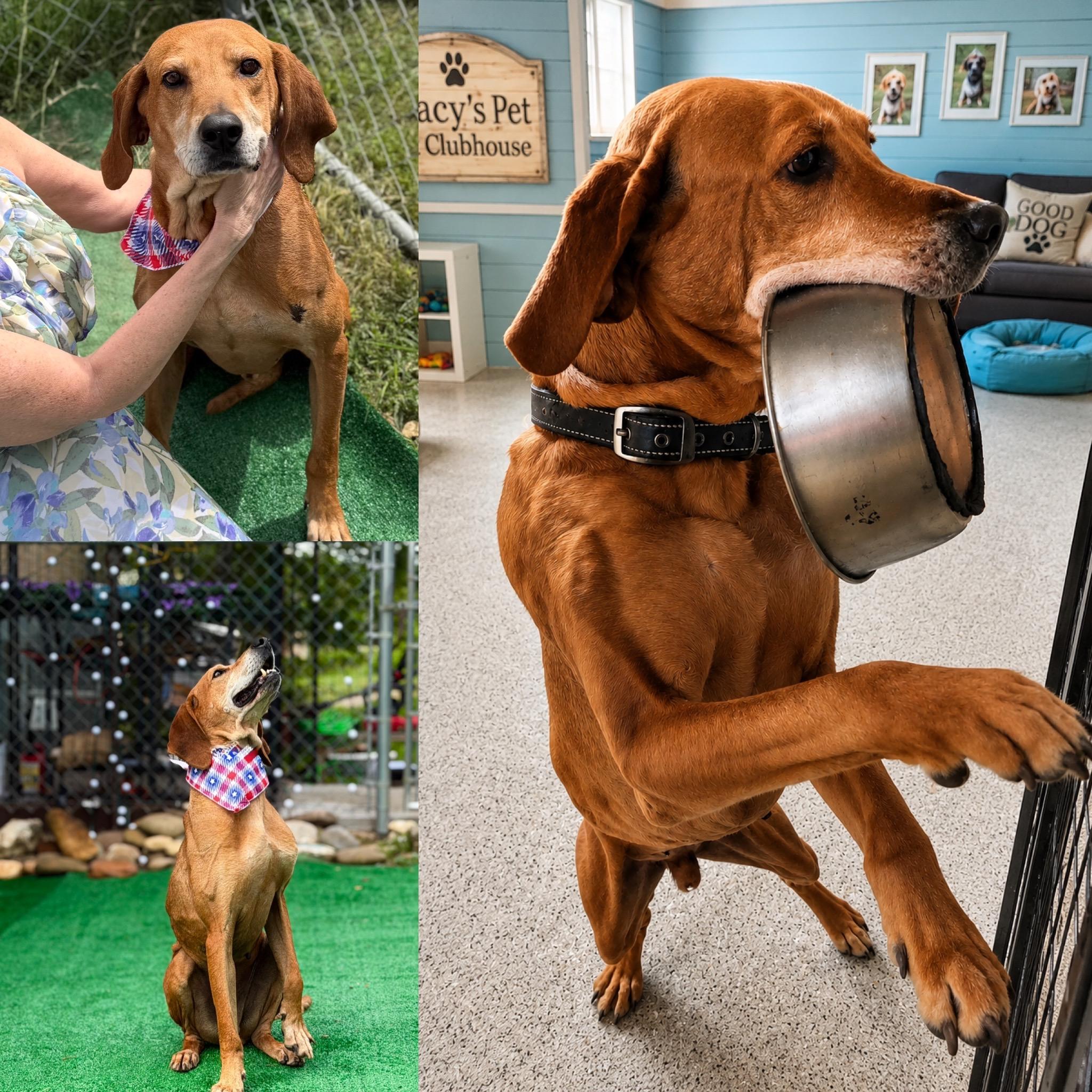 Cecil, ADOPTABLE, Young Male Redbone Coonhound.
