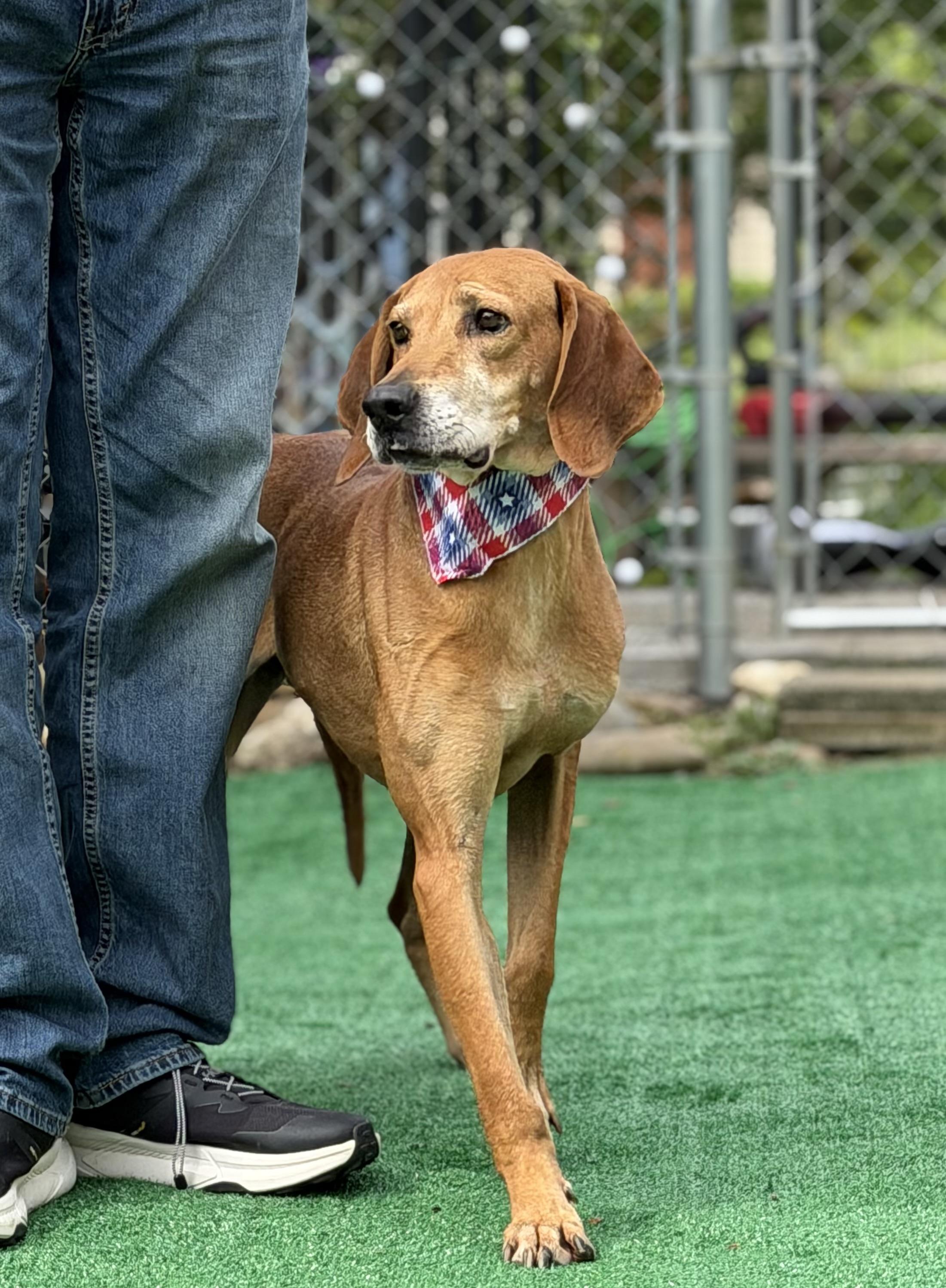 Cecil, a ADOPTABLE Redbone Coonhound in Maryville, TN image 6/6