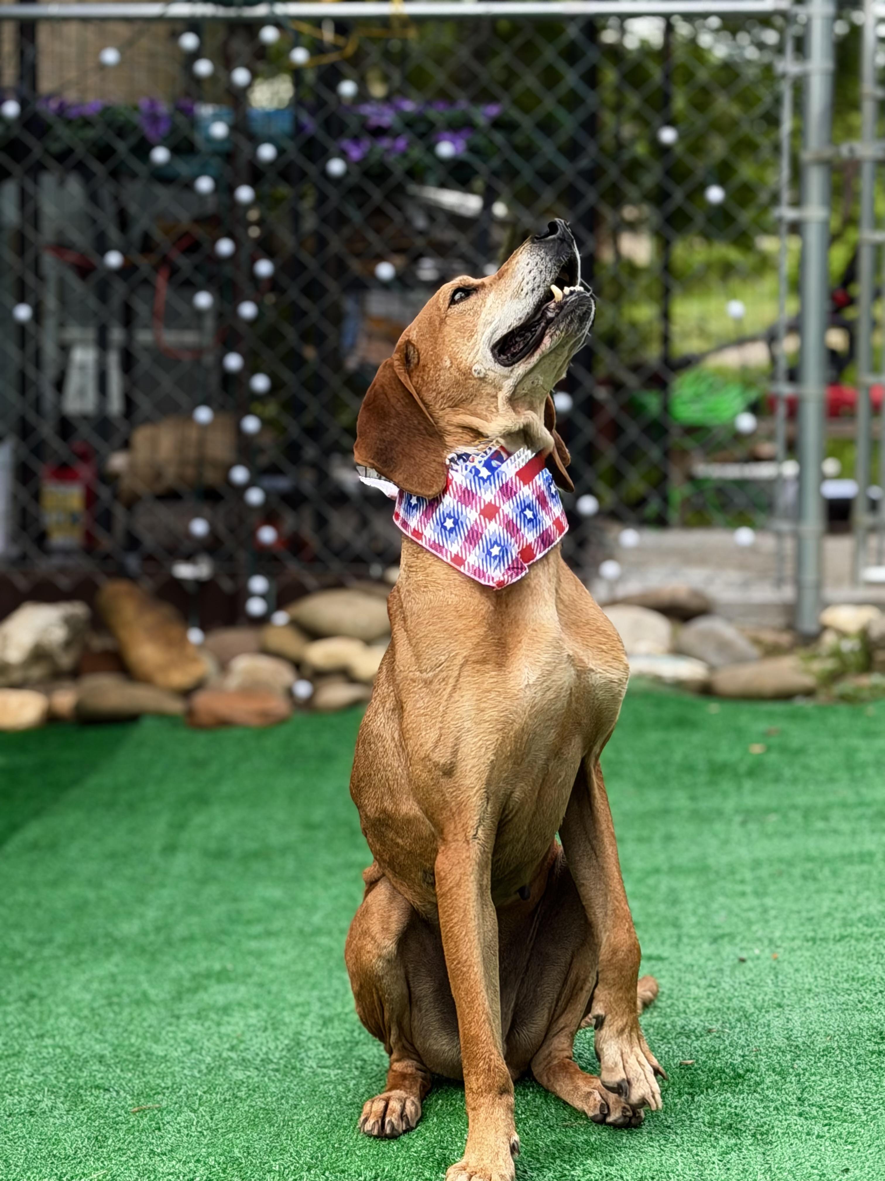 Cecil, a ADOPTABLE Redbone Coonhound in Maryville, TN image 3/6