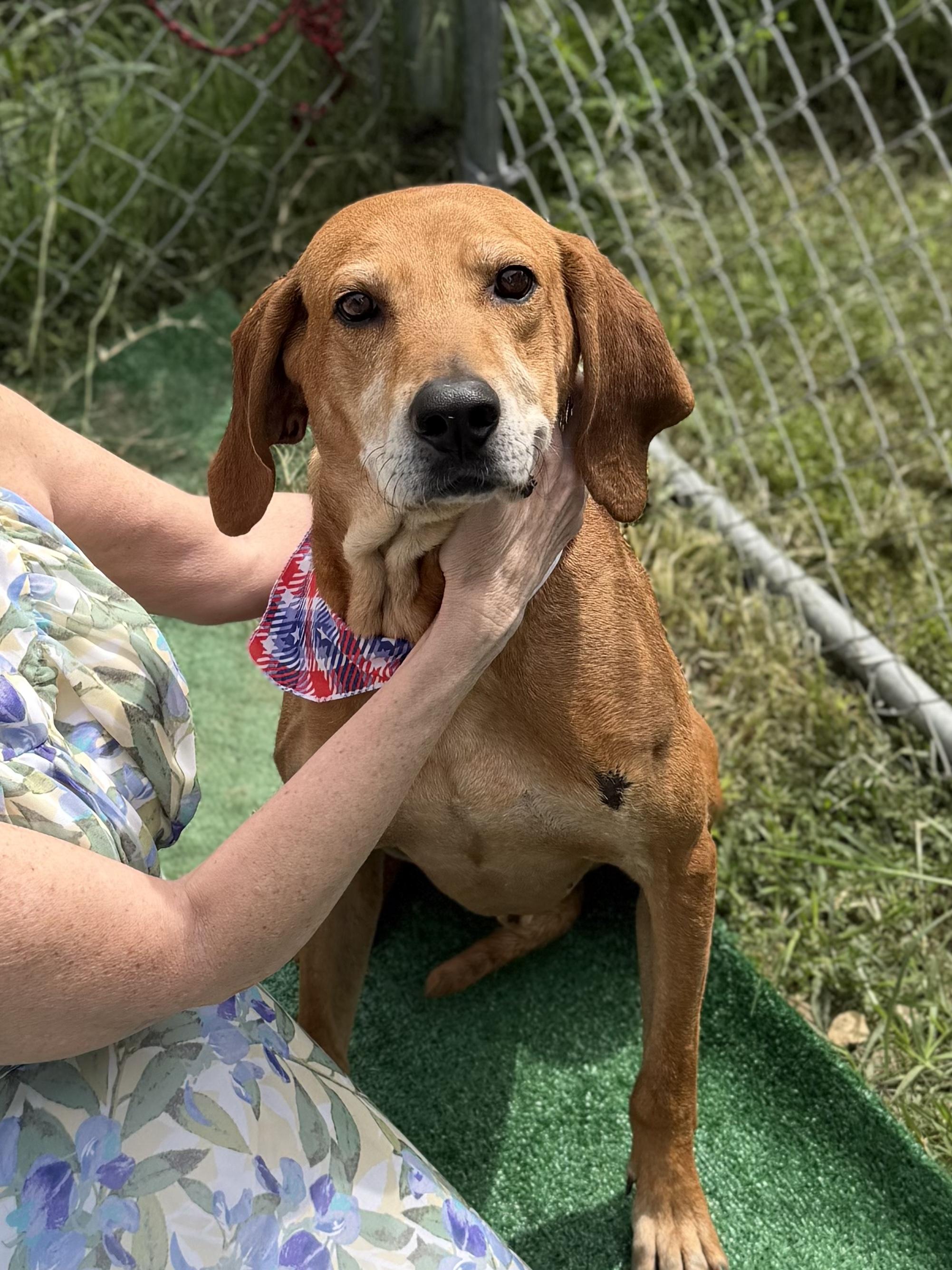 Cecil, a ADOPTABLE Redbone Coonhound in Maryville, TN image 4/6