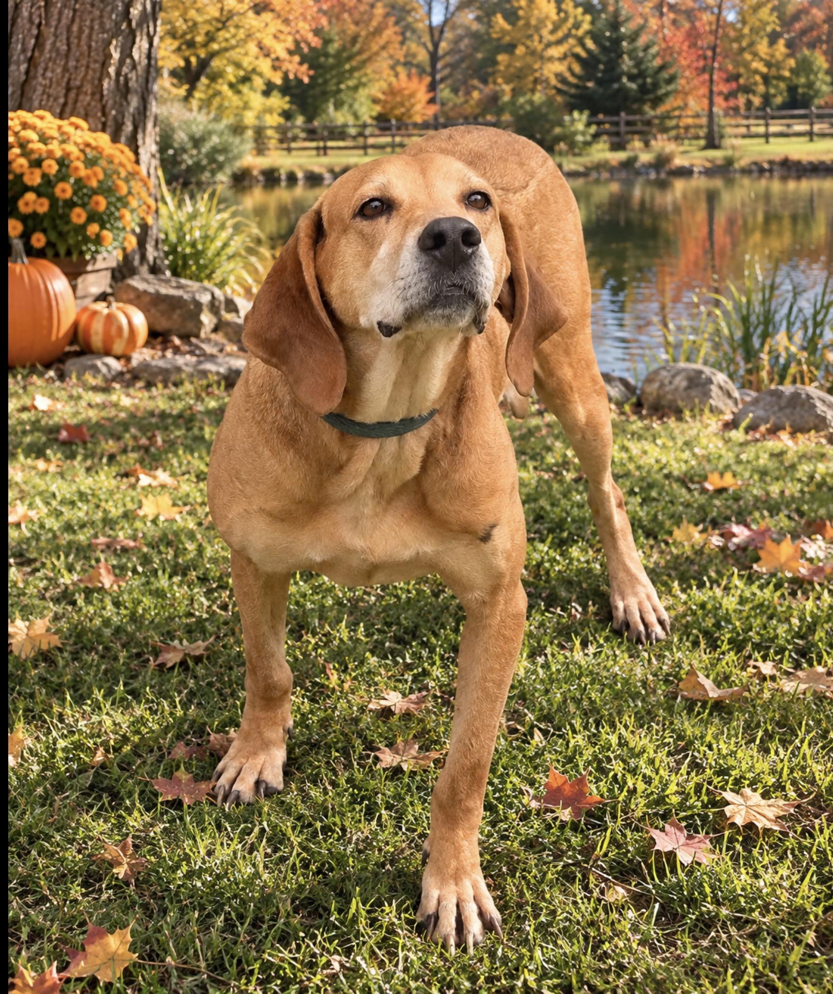 Cecil, Adoptable, Young Male Redbone Coonhound.