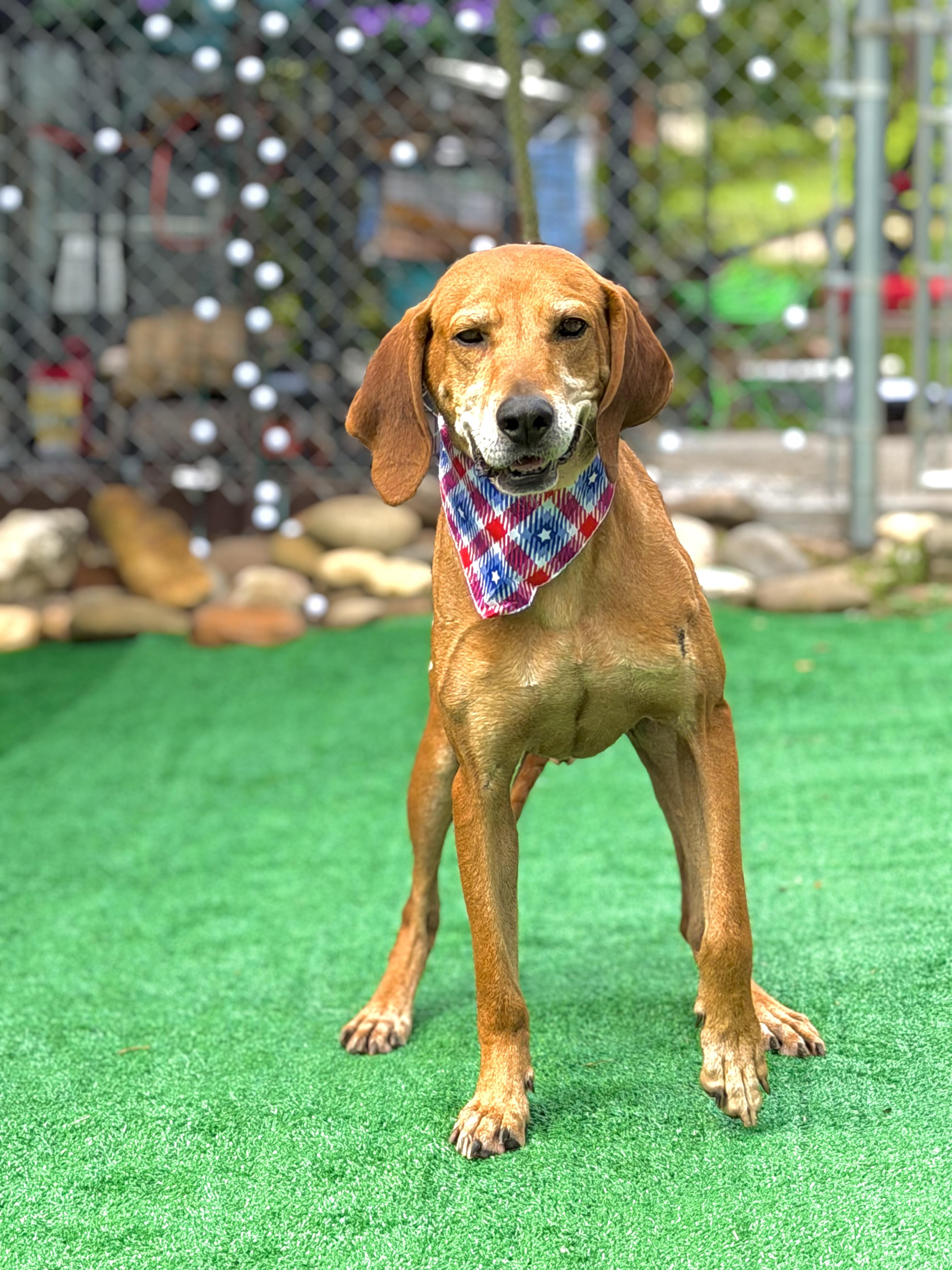 Cecil, a ADOPTABLE Redbone Coonhound in Maryville, TN image 5/6
