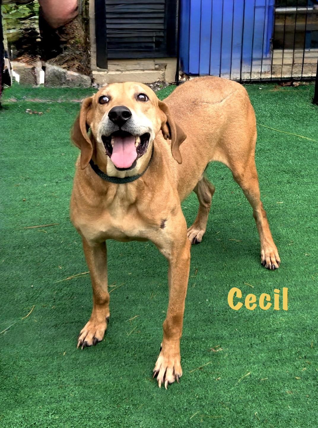 Enlarge Cecil, a Adoptable Redbone Coonhound in Maryville, TN image 2/6