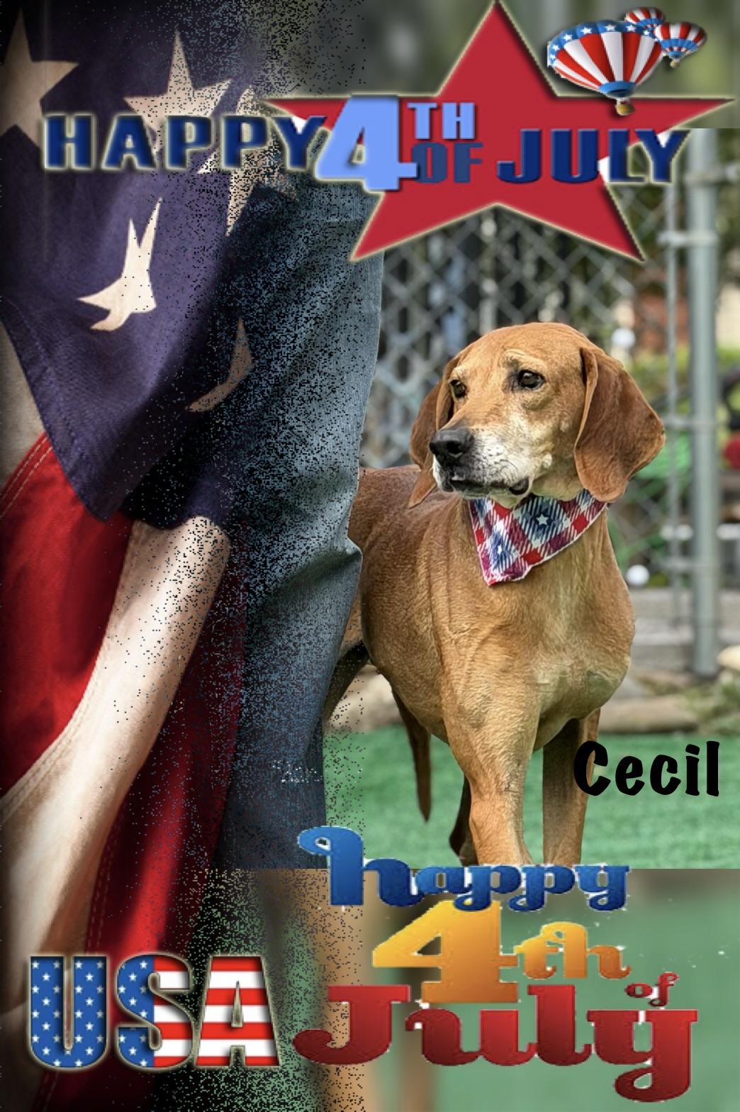 Cecil, ADOPTABLE, Young Male Redbone Coonhound.