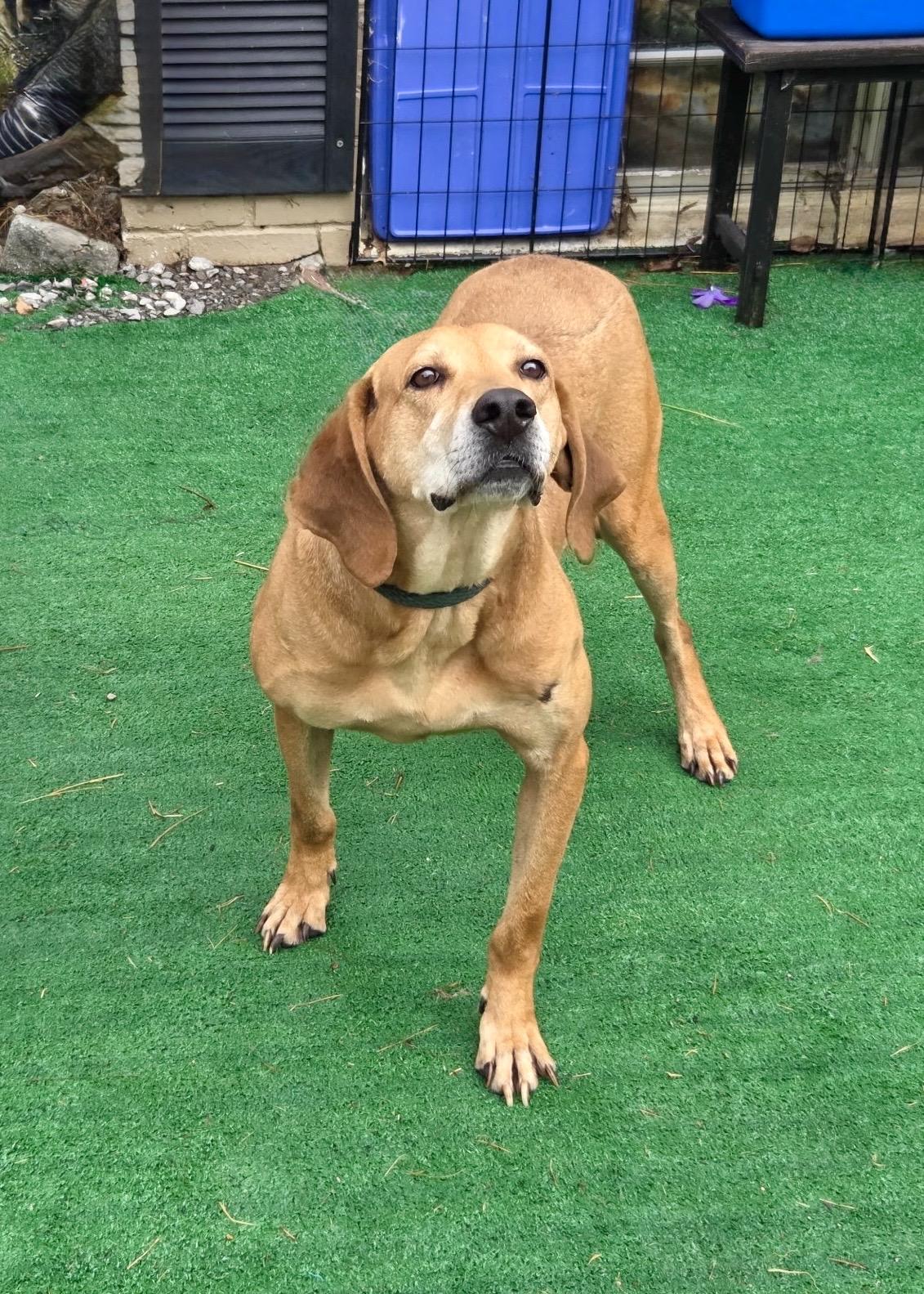 Enlarge Cecil, a Adoptable Redbone Coonhound in Maryville, TN image 1/6