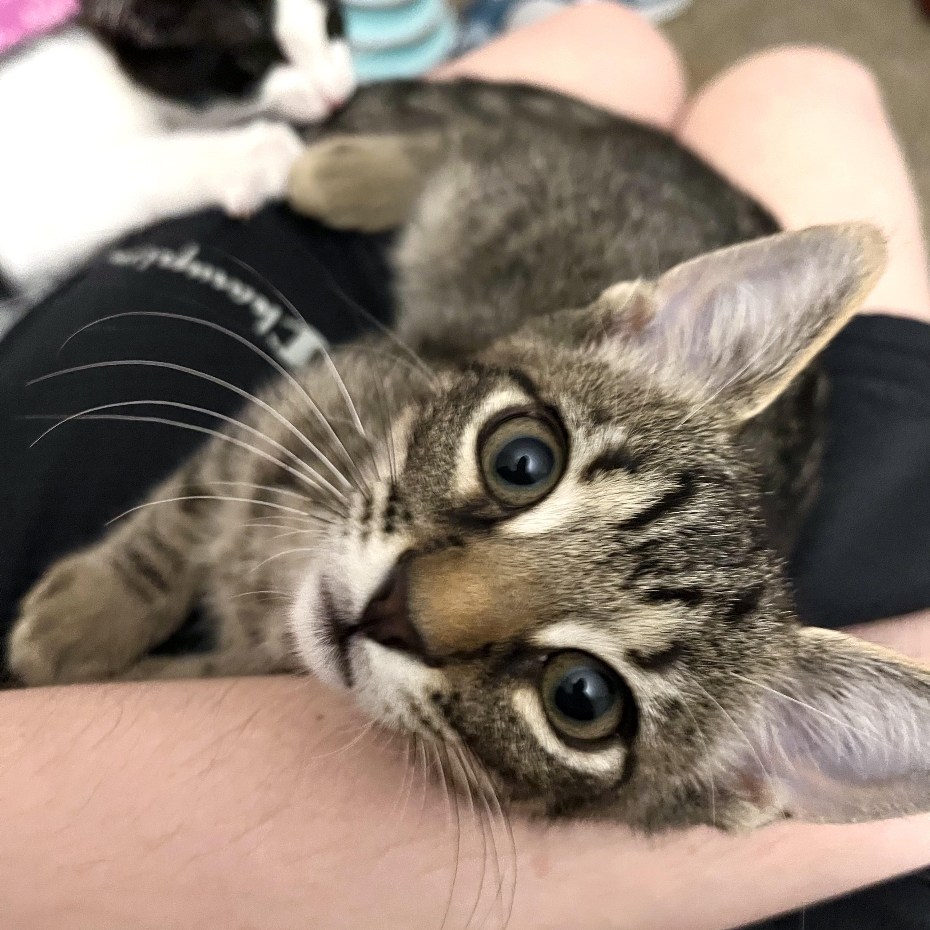 Samosa, a Adoptable mixed breed in Coppell, TX image 2/5