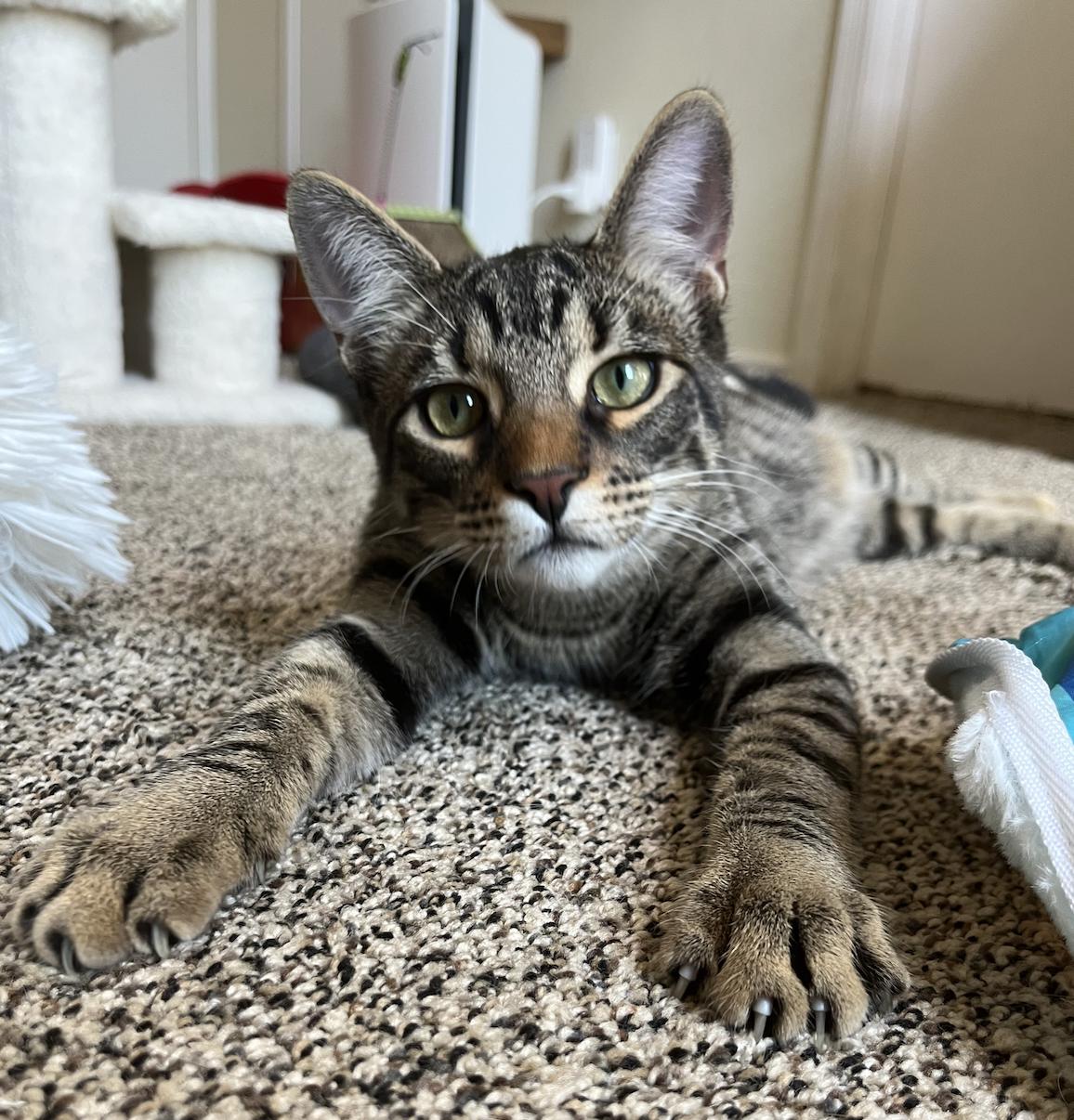 Samosa, a Adoptable mixed breed in Coppell, TX image 1/5