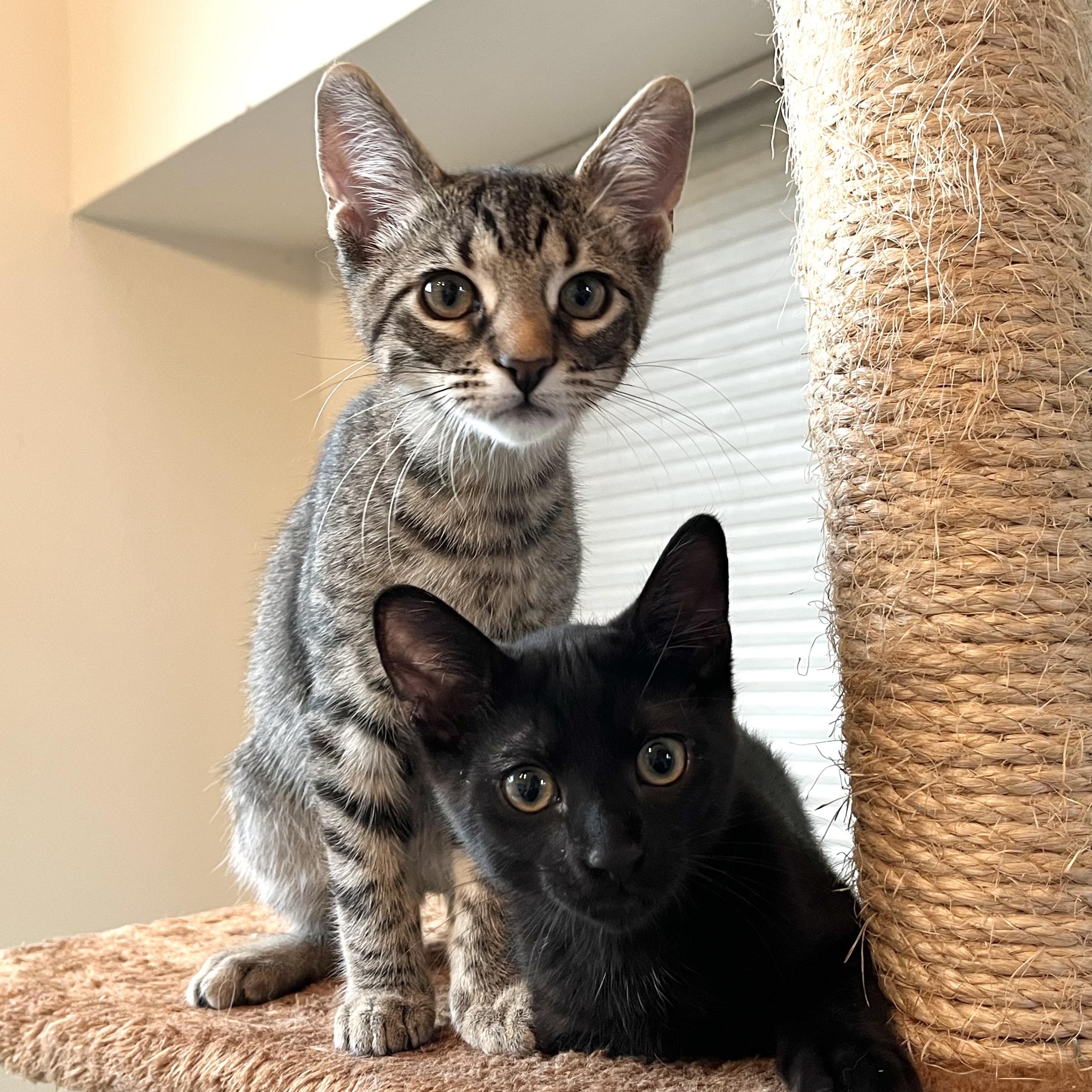 Samosa, a Adoptable mixed breed in Coppell, TX image 5/5